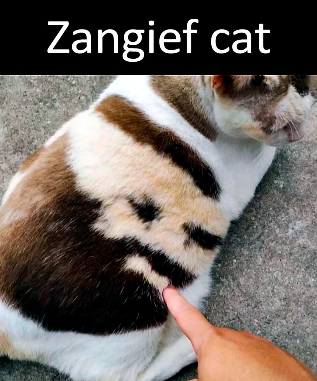 cat
