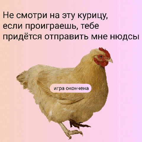 Не смотри на эту курицу, если проиграешь, тебе придётся отправить мне нюдсы ‘игра окончена