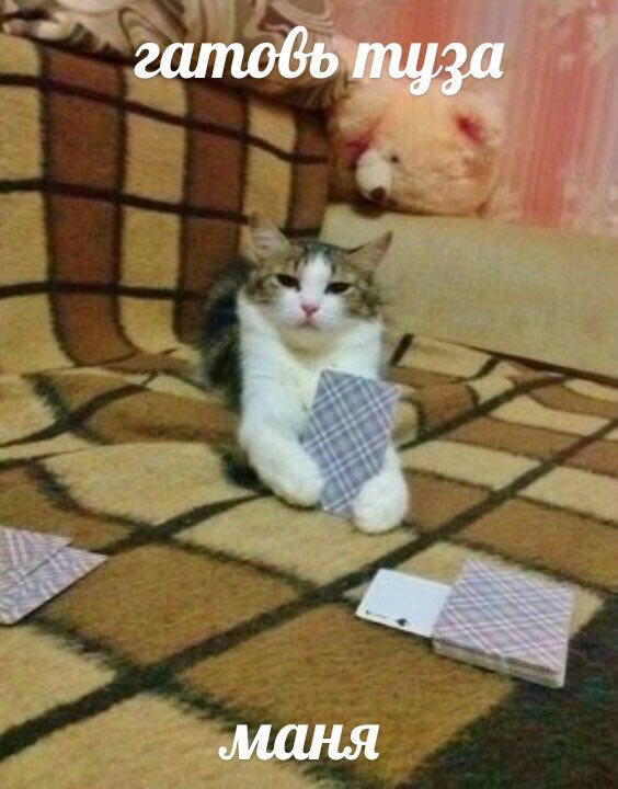 гатовь туза маня