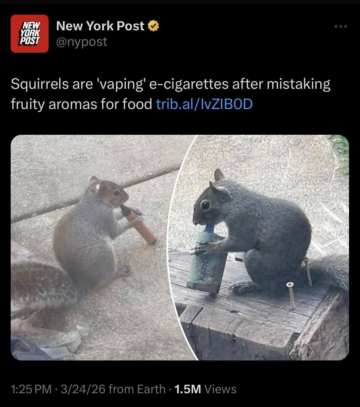 New York Post Squirrels are 'vaping' e-cigarettes after mistaking fruity aromas for food trib.al/lvZIBOD Art 3/24/26 Нот Earth Views