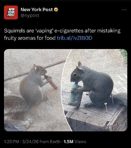 New York Post Squirrels are 'vaping' e-cigarettes after mistaking fruity aromas for food trib.al/lvZIBOD Art 3/24/26 Нот Earth Views