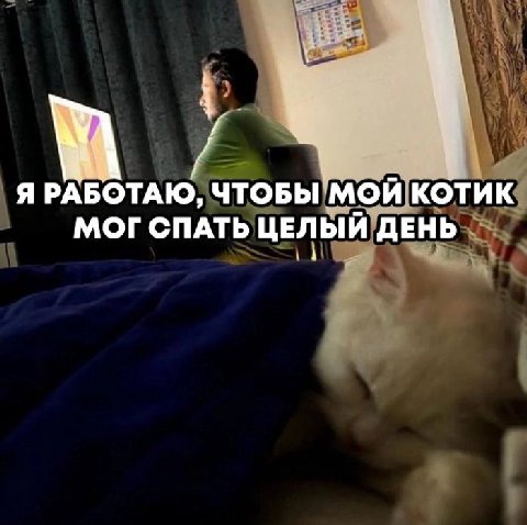 Я РАБОТАЮ, ЧТОБЫ МОЙ КОТИК МОГ СПАТЬ ЦЕЛЫЙ ДЕНЬ