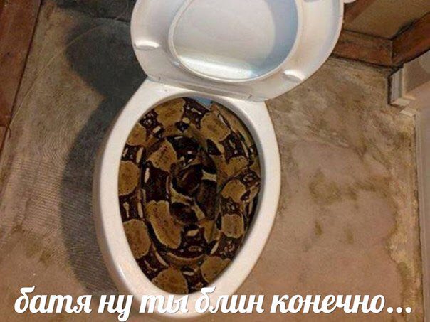 батя ну