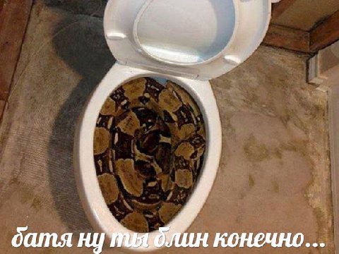 батя ну