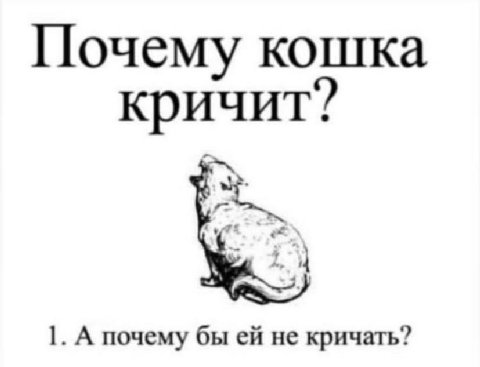 Почему кошка кричит? 1. А почему бы не кричать?