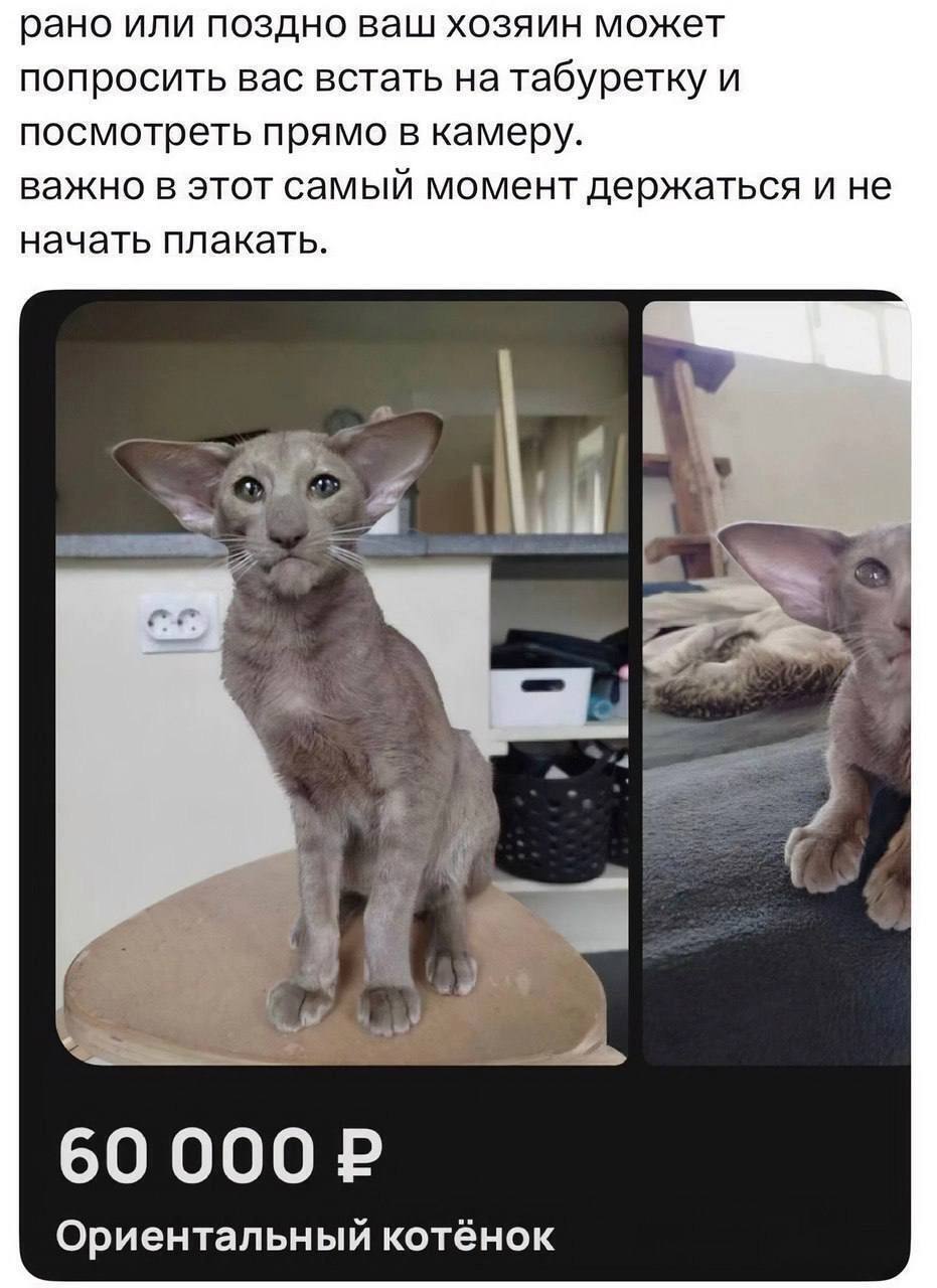 рано или поздно ваш хозяин может попросить вас встать на табуретку и посмотреть прямо в камеру. важно в этот самый момент держаться и не начать плакать. 60 000 Ориентальный котёнок