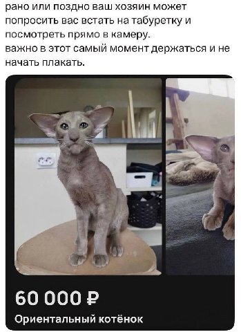 рано или поздно ваш хозяин может попросить вас встать на табуретку и посмотреть прямо в камеру. важно в этот самый момент держаться и не начать плакать. 60 000 Ориентальный котёнок