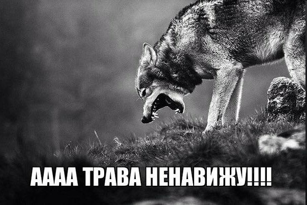 at $1 poe НИ AAAA ТРАВА НЕНАВИЖУ EEE
