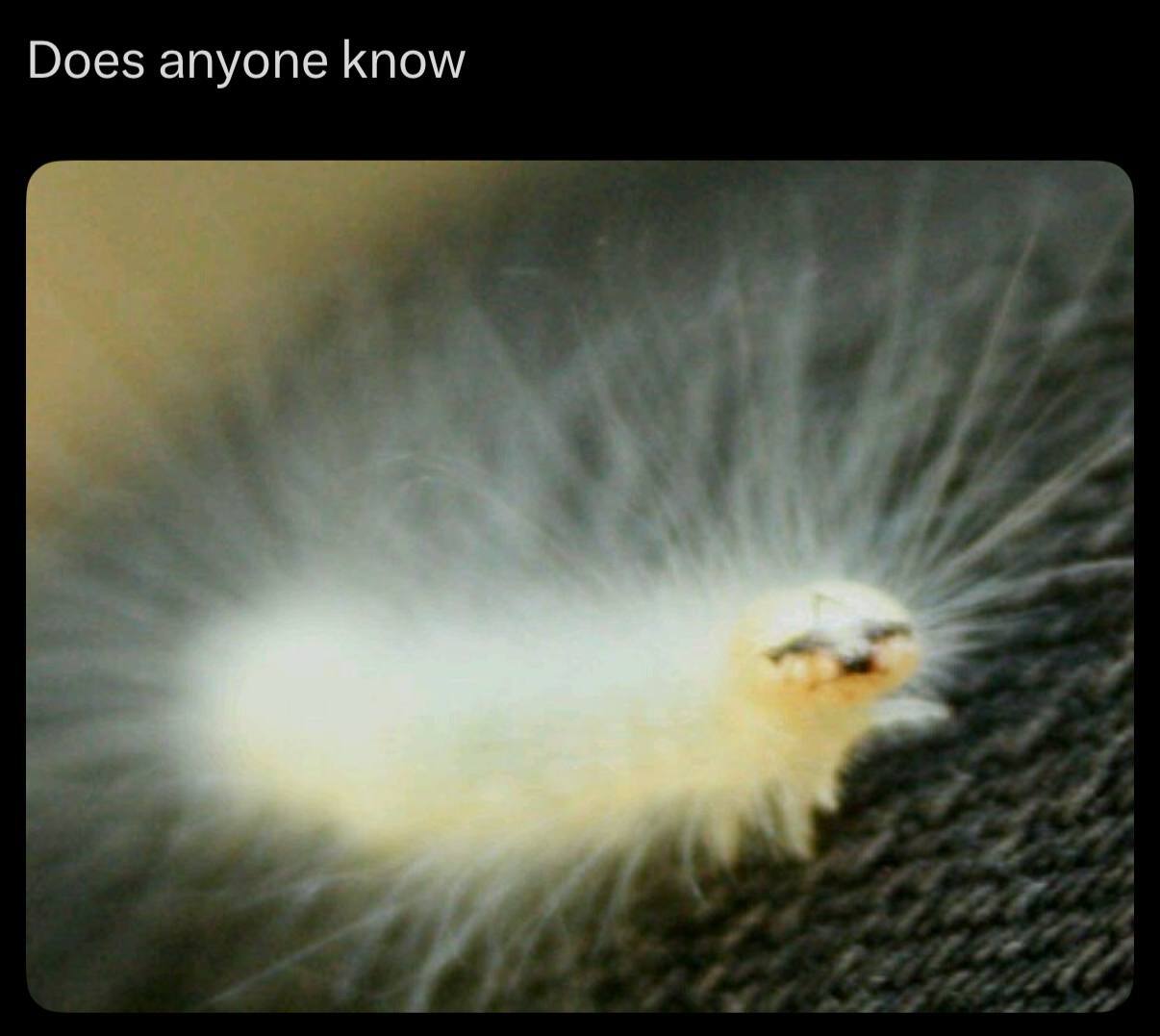 Does anyone know