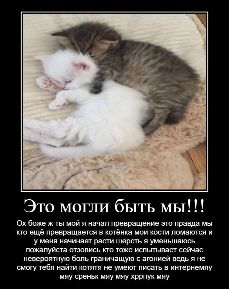 Это могли быть мы eee боже ж ты мой я начал превращение это правда мы кто ещё превращается в котёнка мои кости ломаются и у меня начинает расти шерсть я уменьшаюсь пожалуйста отзовись кто тоже испытыв