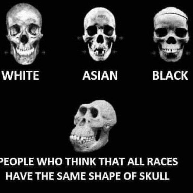 4 WHITE ASIAN BLACK >EOPLE WHO THINK THAT ALL RACES HAVE THE SAME SHAPE OF SKULL