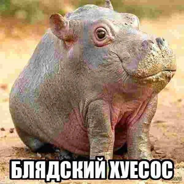 неееееет он же сладкий чилипиздрик((((((