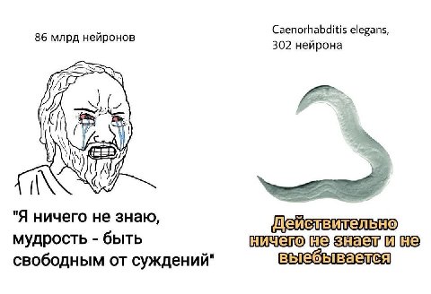 Caenorhabditis elegans, 302 нейрона Я ничего не знаю, мудрость быть не свободным от суждений" выебывается