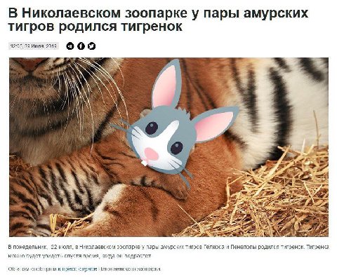 В Николаевском зоопарке у пары амурских тигров родился тигренок Июля.2019 и] и а A 2 В понедельник, 22 июля, в Николаевском зоопарке у пары амурских тигров Гелиоса и Пенелопы родился тигренок. Тигренк