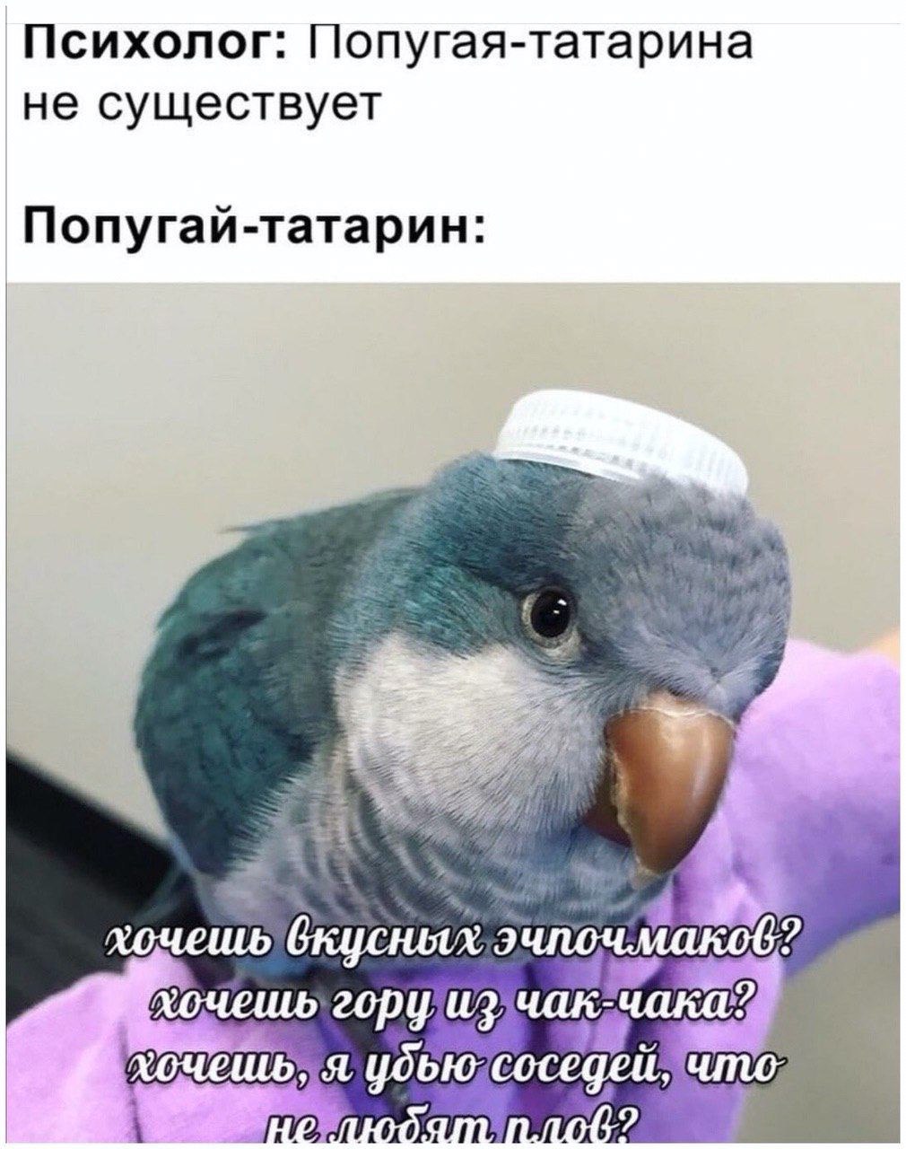 Психолог: Попугая-татарина не существует Попугай-татарин: i хочешь вкусных 59 2opy чак что; i