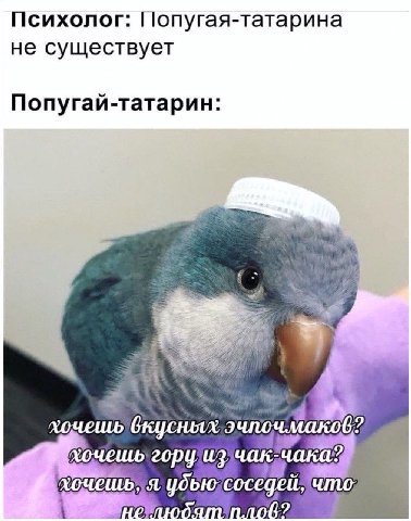 Психолог: Попугая-татарина не существует Попугай-татарин: i хочешь вкусных 59 2opy чак что; i