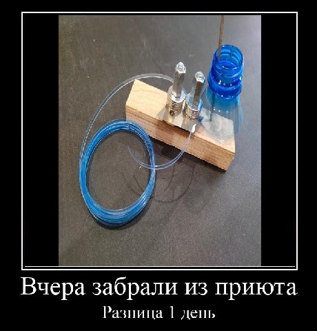 Вчера забрали из приюта Разница день