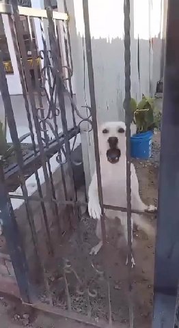 мем