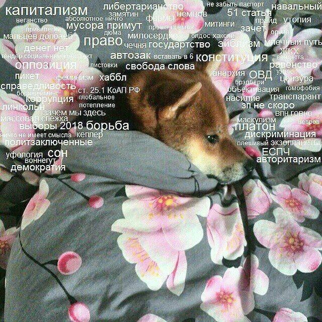 не забыть паспорт либертариа навальный капитализм абсолютное ничто замятин 51 статы МИТИНГИ опия мусора примут аче милосердв хак Путь право чечня государтство ABTOSAK 6 On ЛИСТОВКИ свобода слова he рх