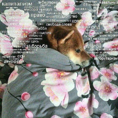 не забыть паспорт либертариа навальный капитализм абсолютное ничто замятин 51 статы МИТИНГИ опия мусора примут аче милосердв хак Путь право чечня государтство ABTOSAK 6 On ЛИСТОВКИ свобода слова he рх