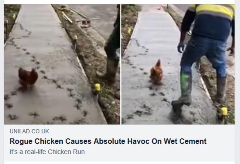 и UNILAD.CO.UK Rogue Chicken Causes Absolute Havoc On Wet Cement it's a real-life Chicken Run