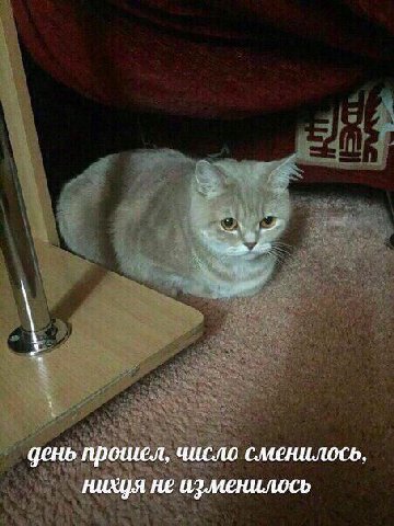 день прошел, число сменилось, нихуя не изменилось