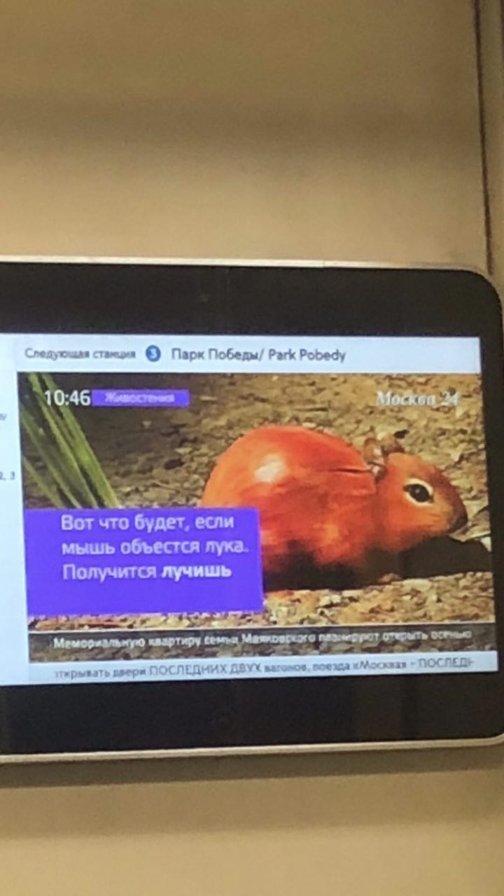9 Napa Победы Park Pobedy 10:46 7~ Вот что будет если мышь объестся лука Получится лучишь roe. двери ДВУХ ПОСЛЕДУ