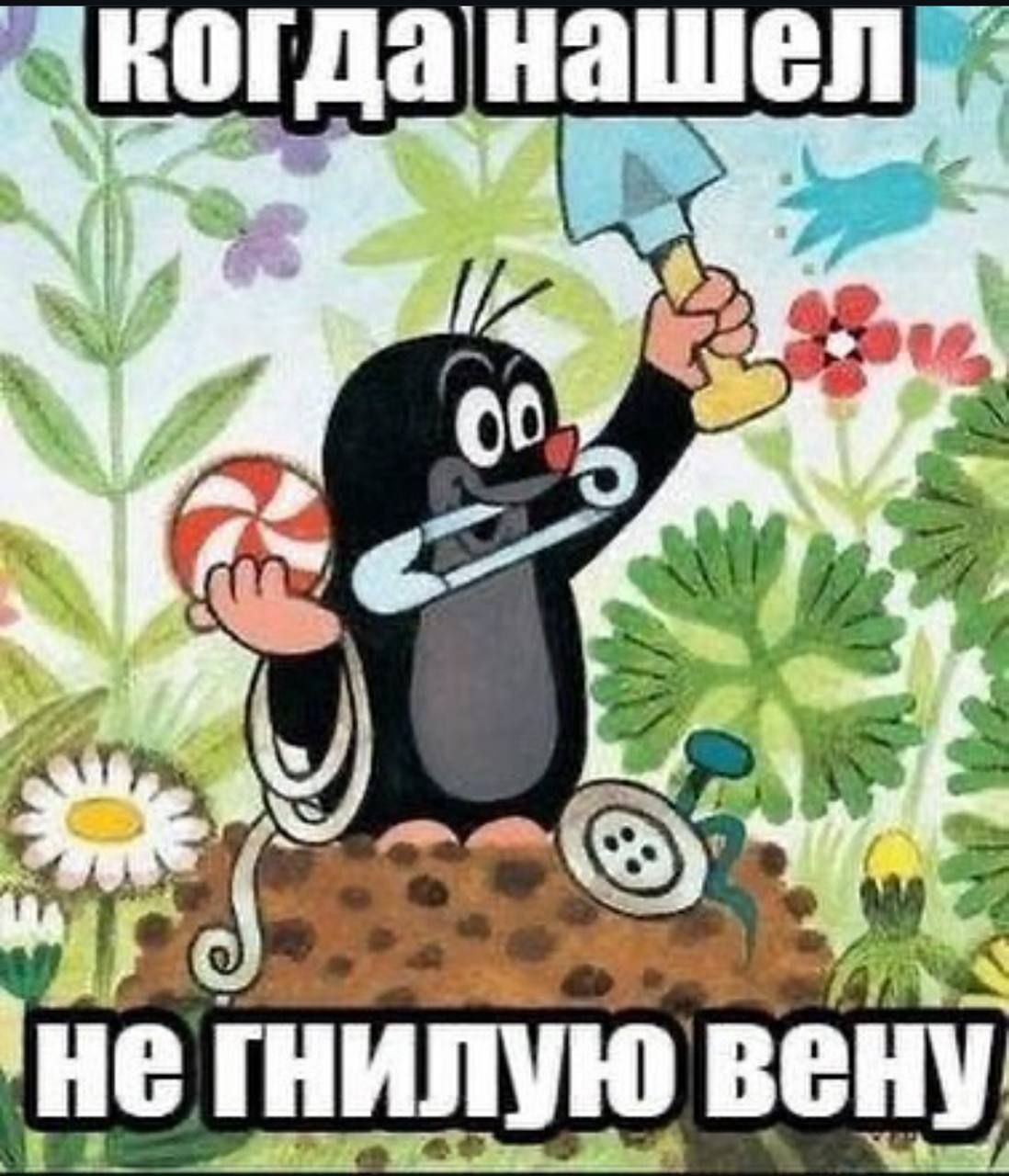 когда наше He вену