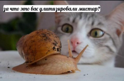за что это зировали