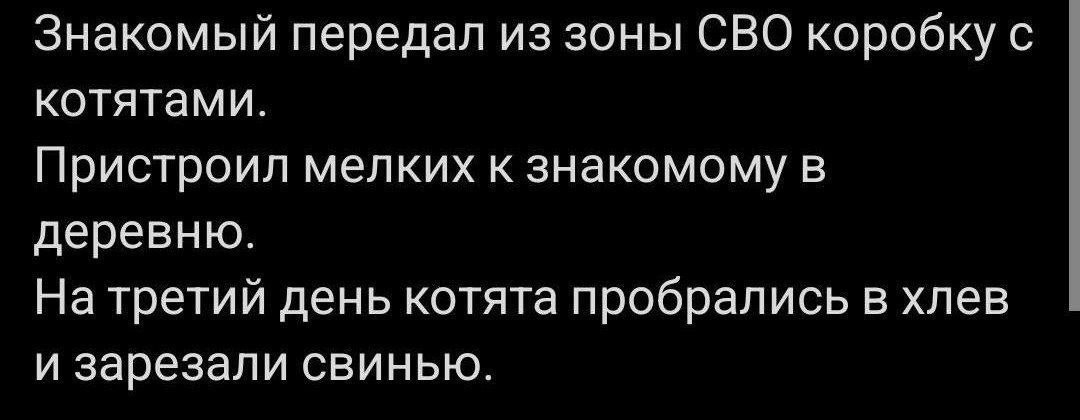 Знакомый передал из зоны СВО коробку с котятами. Пристроил мелких к знакомому в деревню. На третий день котята пробрались в хлев и зарезали свинью.
