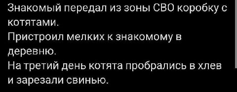Знакомый передал из зоны СВО коробку с котятами. Пристроил мелких к знакомому в деревню. На третий день котята пробрались в хлев и зарезали свинью.