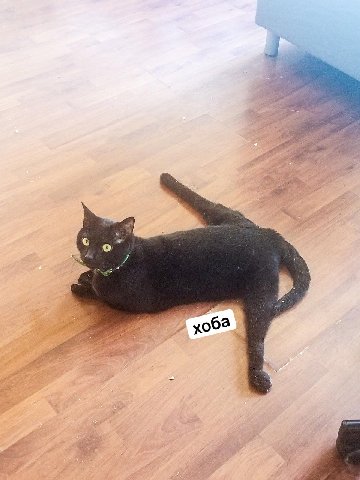 хоба