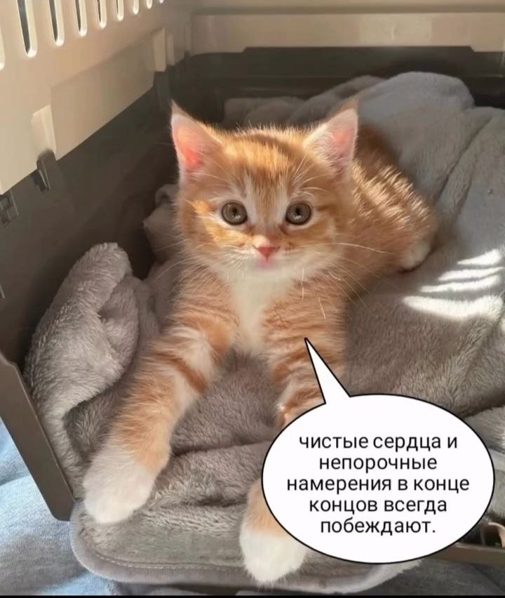 чистые сердца и непорочные намерения в конце концов всегда побеждают.