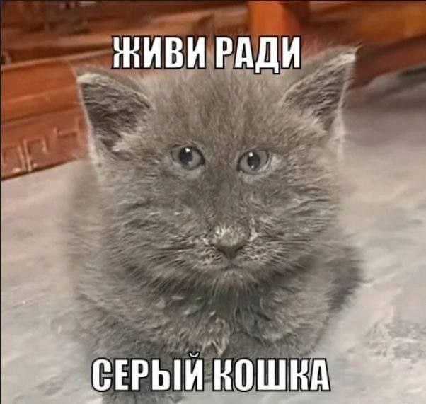 РАДИ СЕРЫЙ