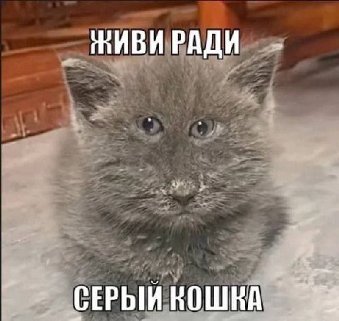 РАДИ СЕРЫЙ