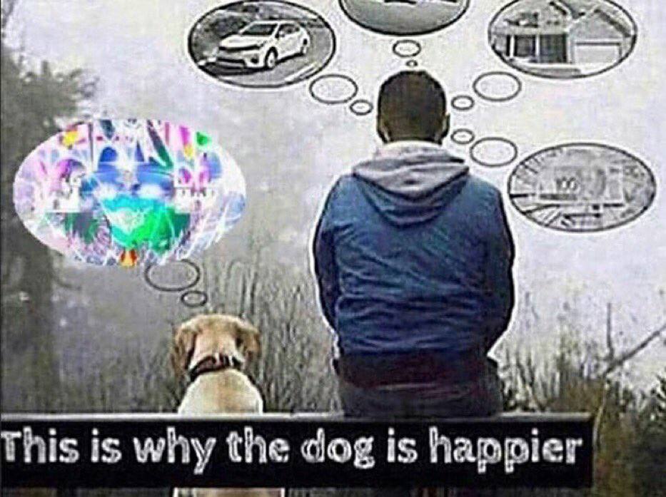 a This is why the dog is happier