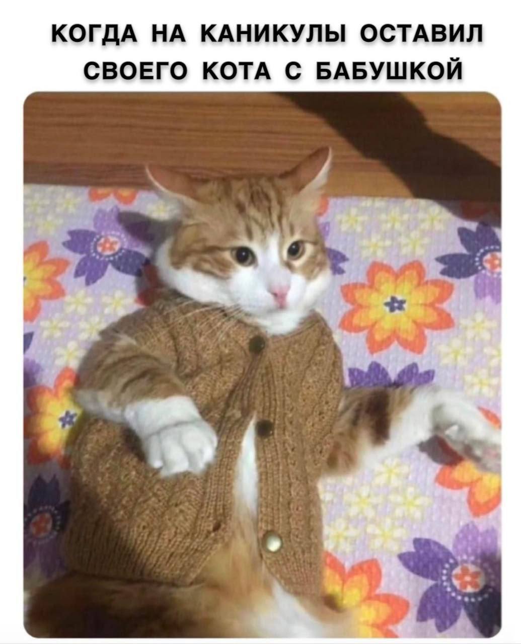 КОГДА НА КАНИКУЛЫ ОСТАВИЛ СВОЕГО КОТА С БАБУШКОЙ