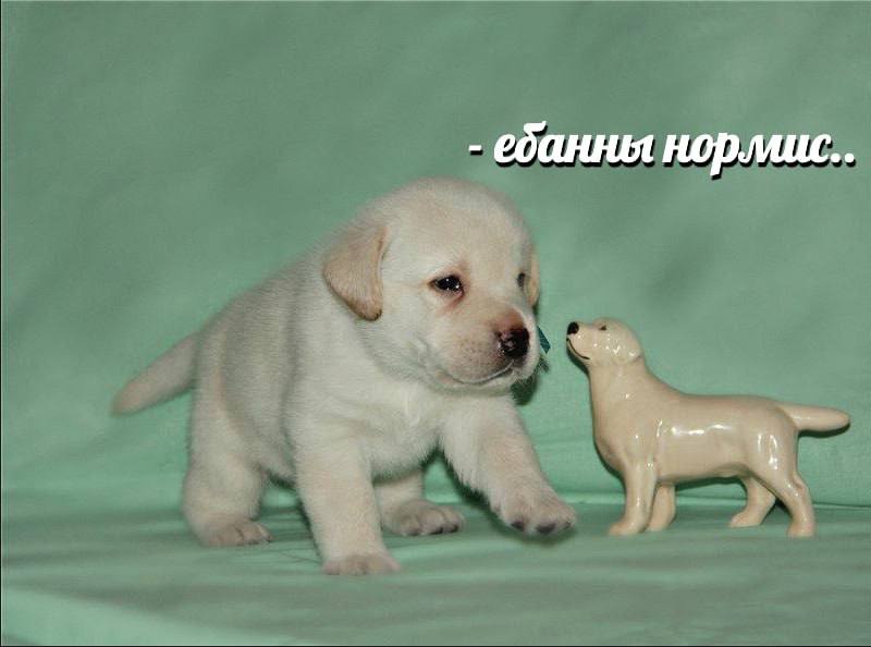 банны норлиис.. i