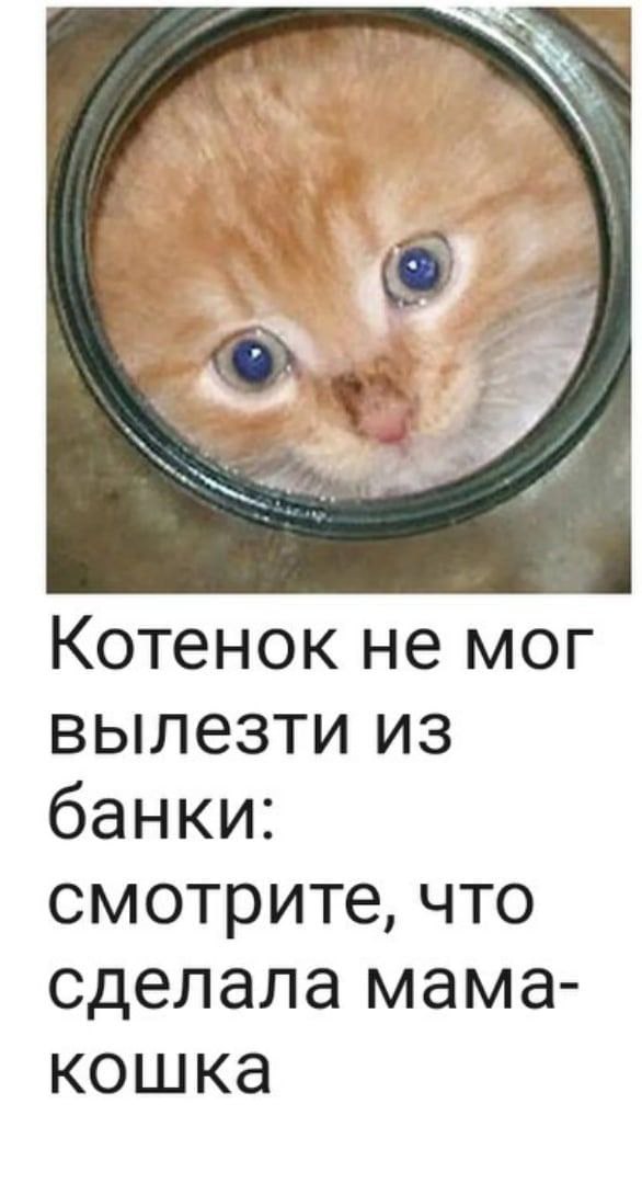 Котенок не мог вылезти из банки: смотрите, что сделала мама- кошка