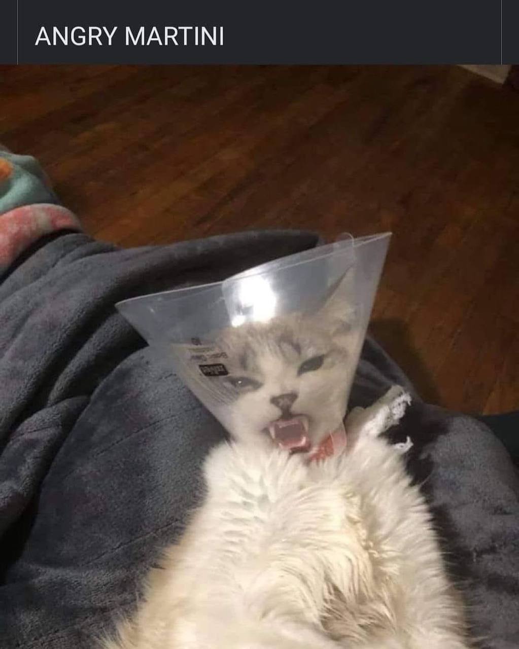 ANGRY MARTINI