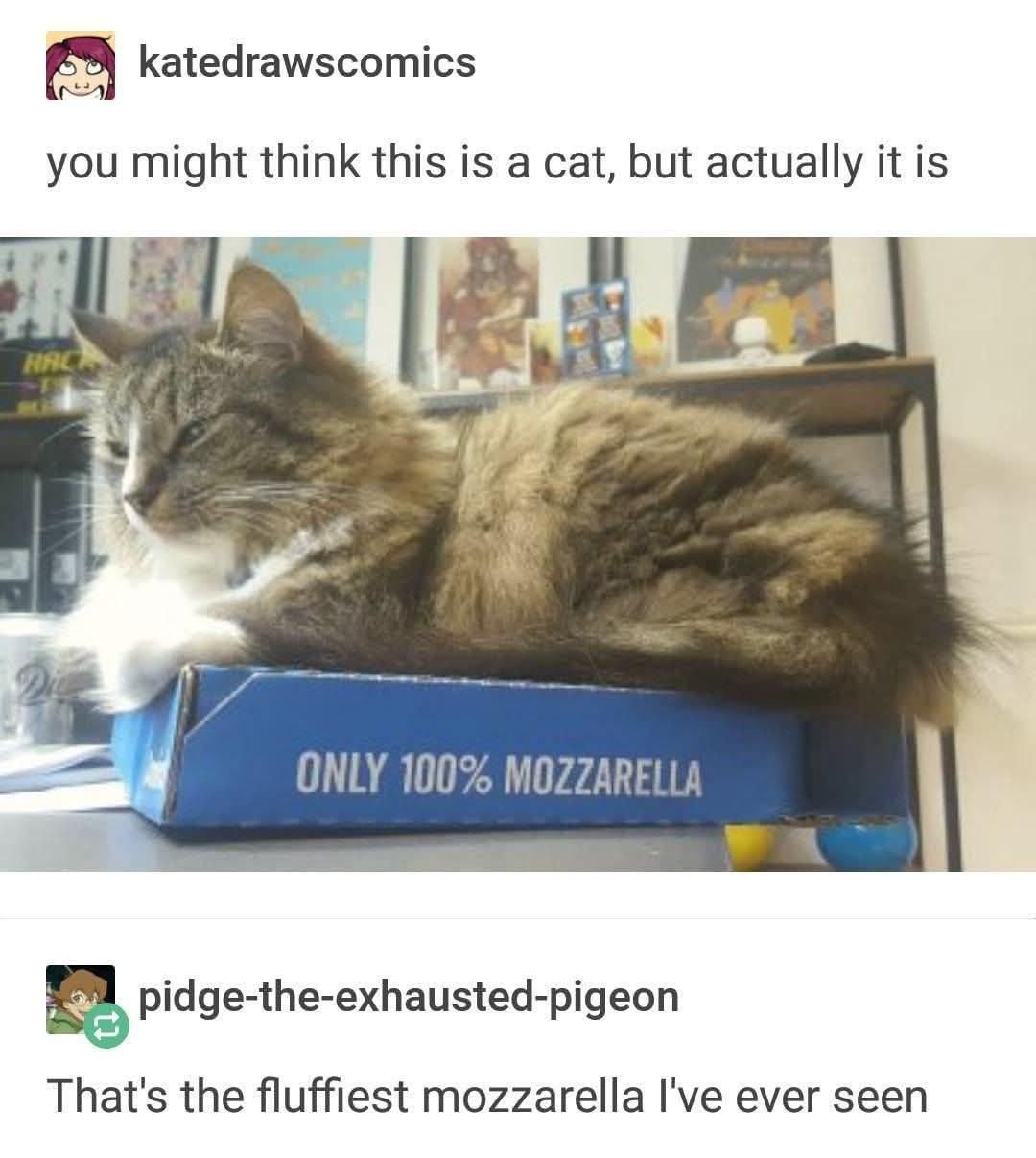 2% katedrawscomics you might think this is a cat, but actually it is ОМУ 100% MOZZARELLA pidge-the-exhausted-pigeon That's the fluffiest mozzarella I've ever seen
