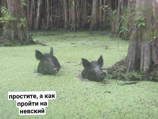 3" 2% простите, а пройти на
