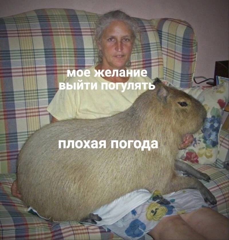 мое желание выйти погулять плохая погода