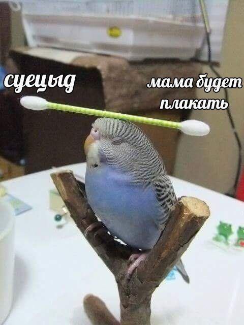 мама будет и