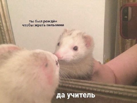 чтобы жрать пельмени ты был рождён да учитель