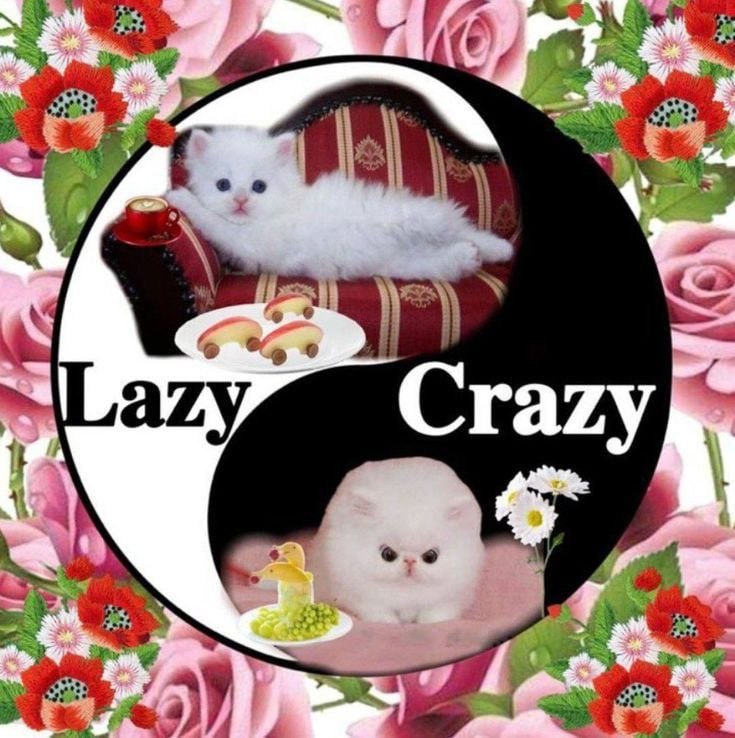 he 6 о Lazy, Crazy I he