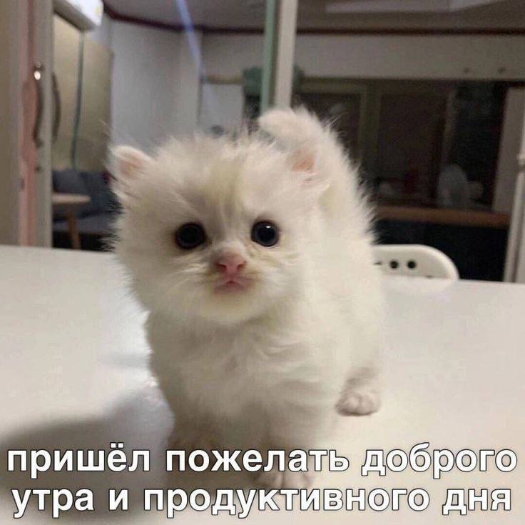 a пришёл доброго утра и