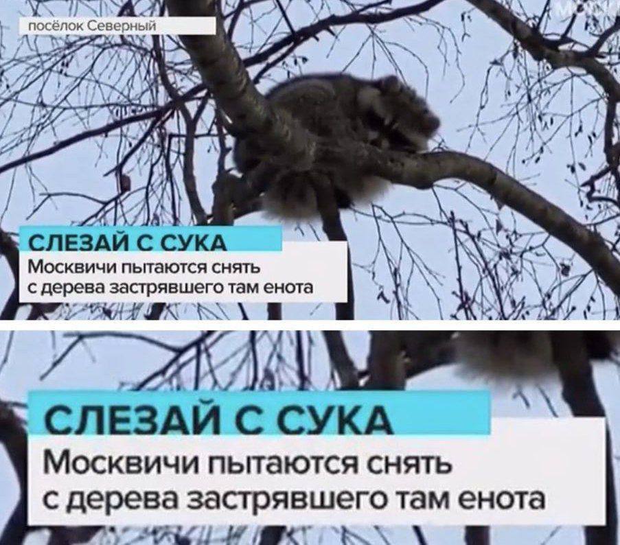посёлок Северный Me и} 27 is СЛЕЗАИ С СУКА Москвичи пытаются снять с дерева 7 СЛЕЗАЙ С Москвичи пытаются снять с дерева застрявшего там енота к