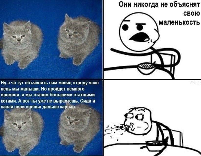 Они никогда не объяснят свою маленькость Ну ачётуг объяснять нам месяц отроду ясен пень мы малыши. Но пройдет немного времени, и мы станем большими статными котами. А вотты уже не вырастешь. Сиди и ха