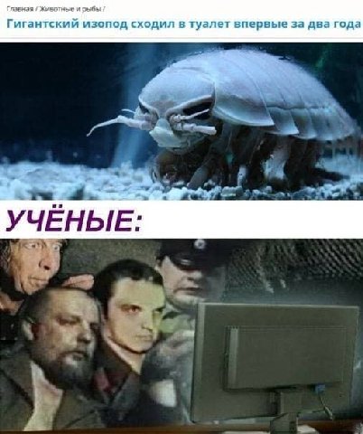 Главная Животные и рыбы Гигантский изопод сходил в туалет впервые за два года a A УЧЕНЫЕ: